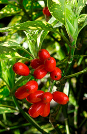 AUCUBA JAPONICA CROTONIFOLIA VASO 21CM