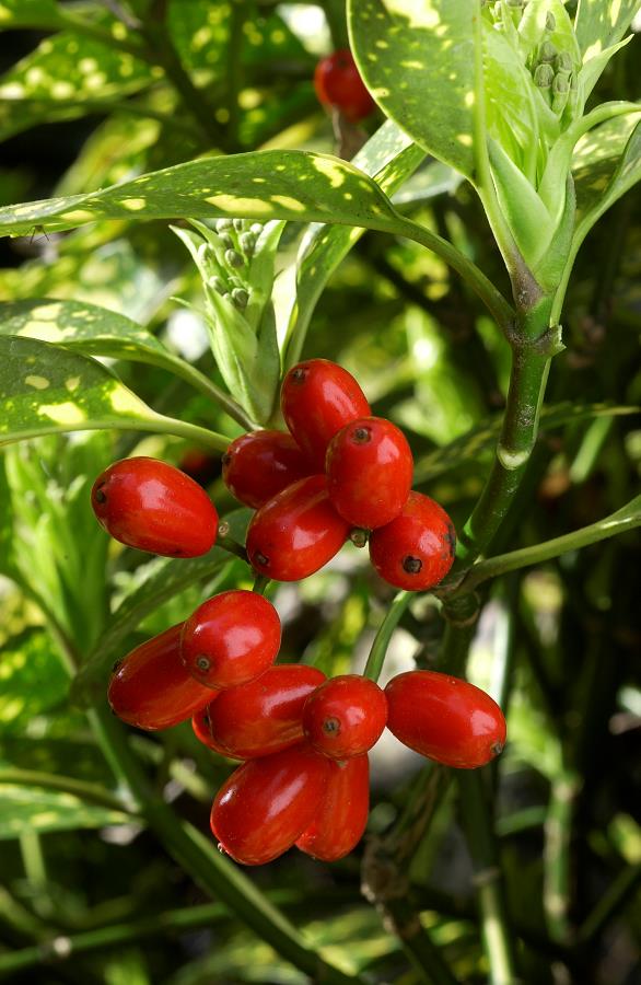AUCUBA JAPONICA CROTONIFOLIA VASO 21CM