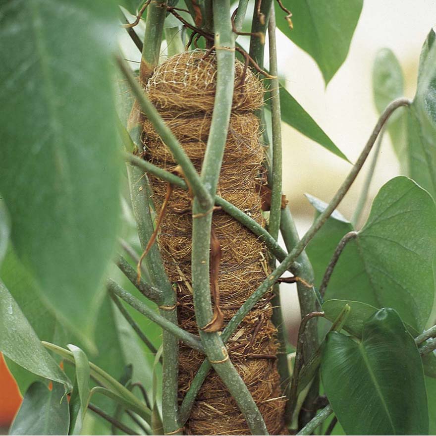 TUTORE MUSCHIATO PER PIANTE Ø MM 60, H CM 120