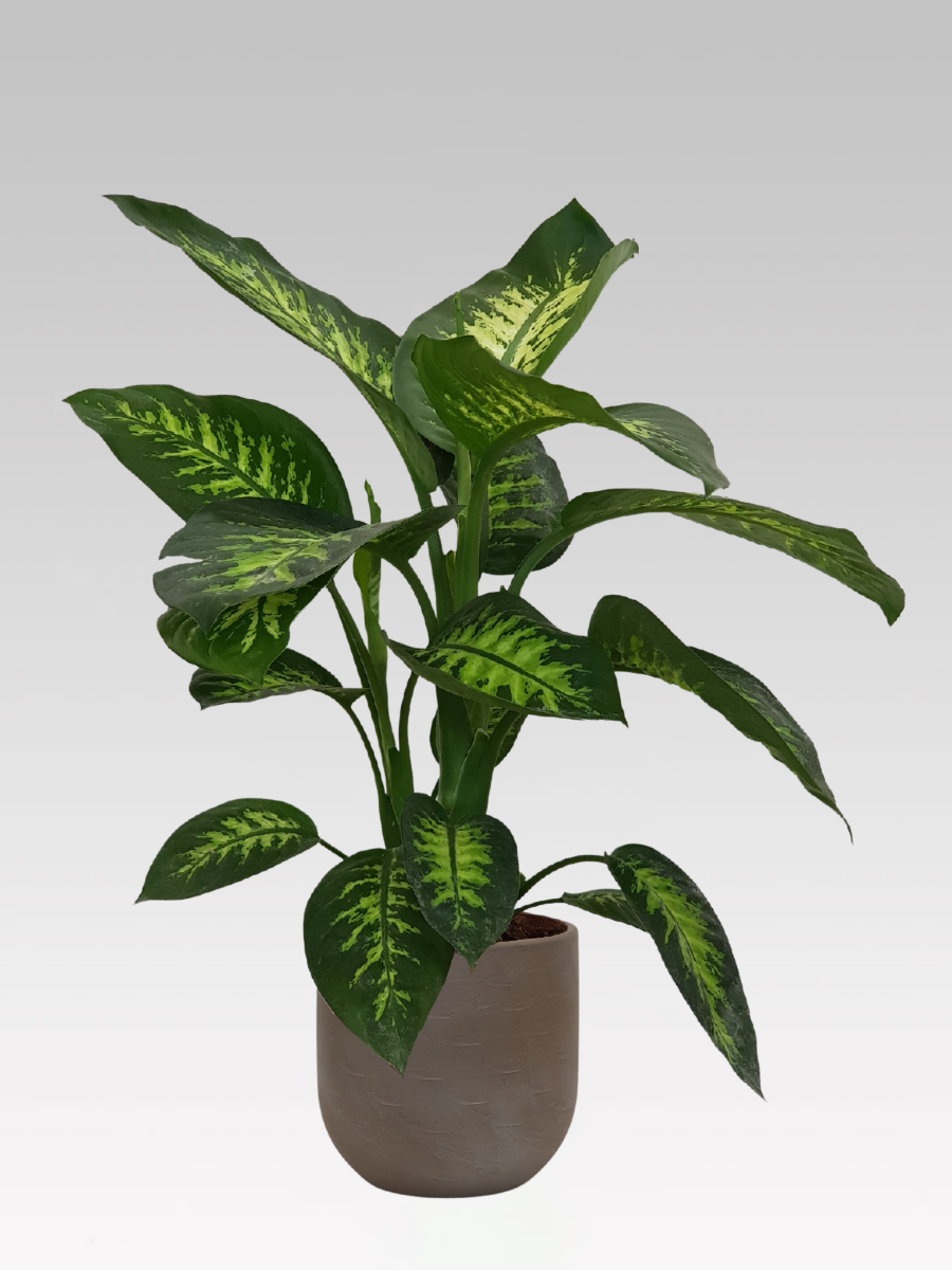 DIEFFENBACHIA VASO 19CM + COPRIVASO Ø 23 GRIGIO