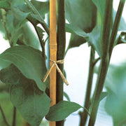 2 CANNE IN BAMBOO H210 TUTORI