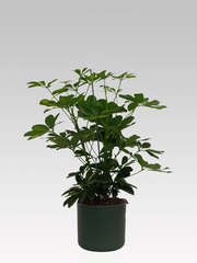 SCHEFFLERA GOLD CAPPELLA IN VASO 17CM + COPRIVASO A SCELTA