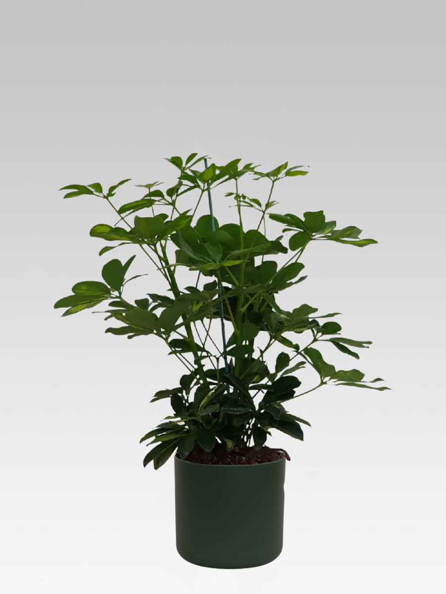SCHEFFLERA GOLD CAPPELLA IN VASO 17CM + COPRIVASO A SCELTA