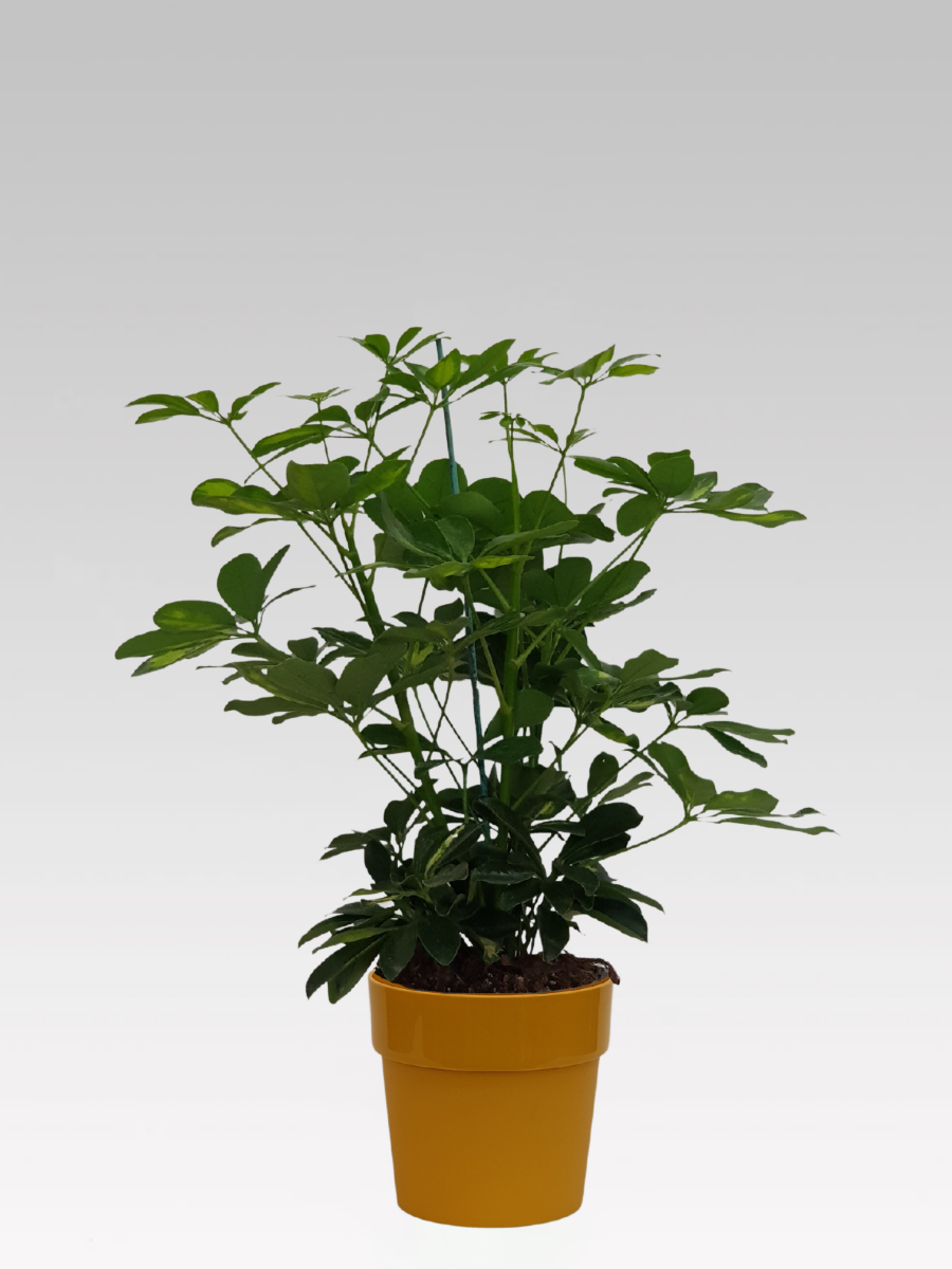 SCHEFFLERA GOLD CAPPELLA IN VASO 17CM + COPRIVASO A SCELTA