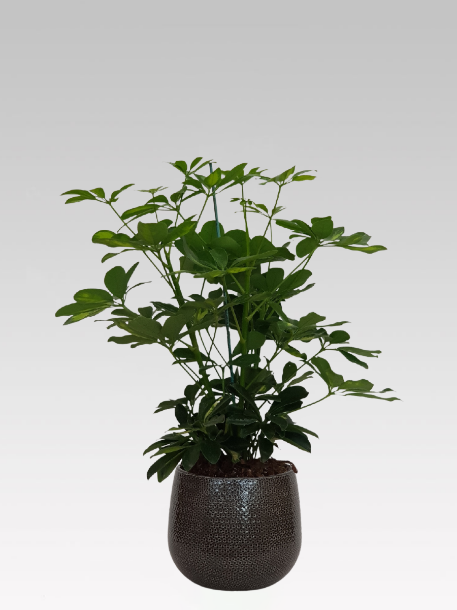 SCHEFFLERA GOLD CAPPELLA IN VASO 17CM + COPRIVASO A SCELTA