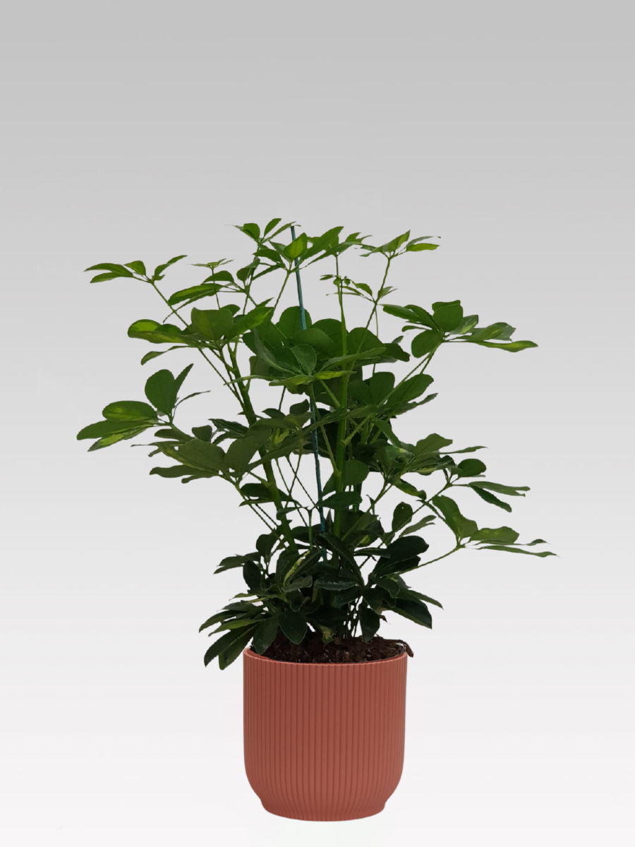 SCHEFFLERA GOLD CAPPELLA IN VASO 17CM + COPRIVASO A SCELTA