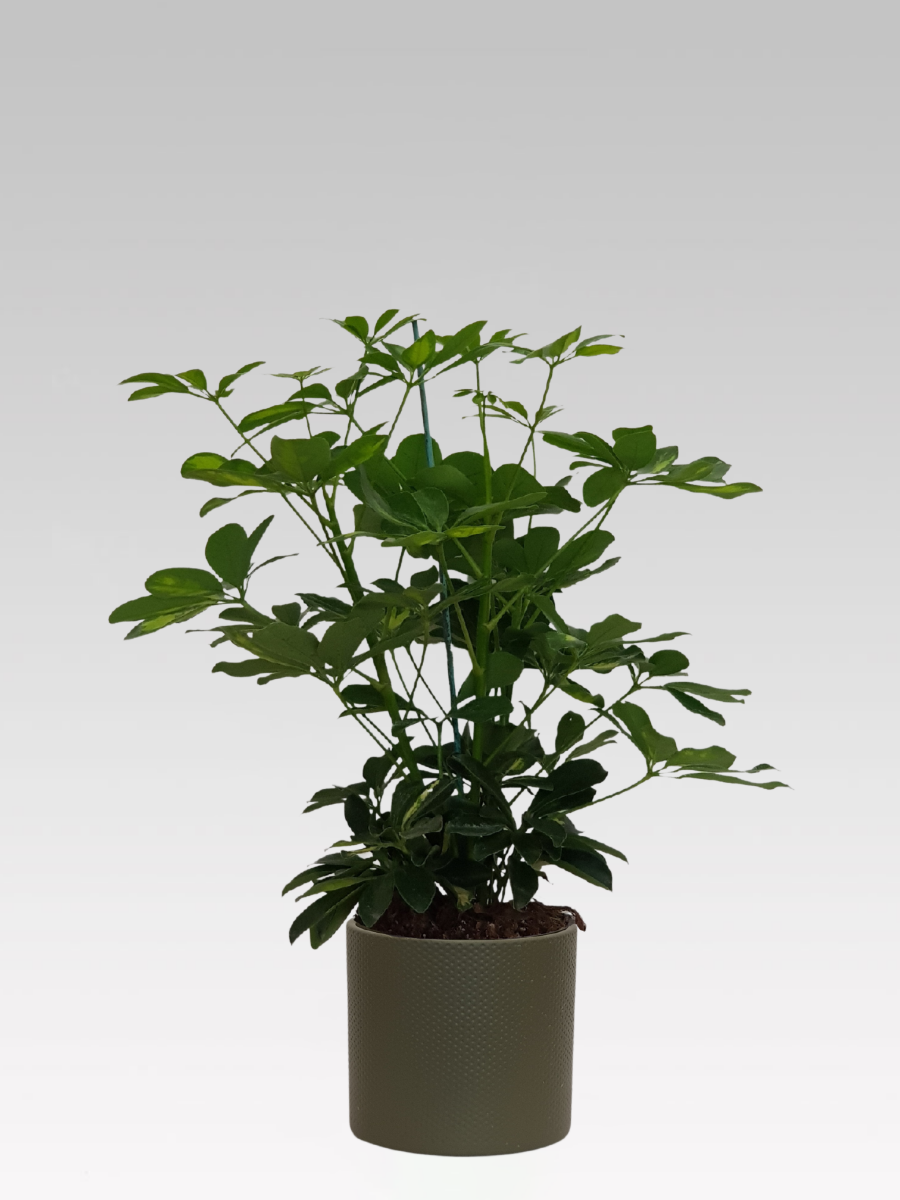 SCHEFFLERA GOLD CAPPELLA IN VASO 17CM + COPRIVASO A SCELTA