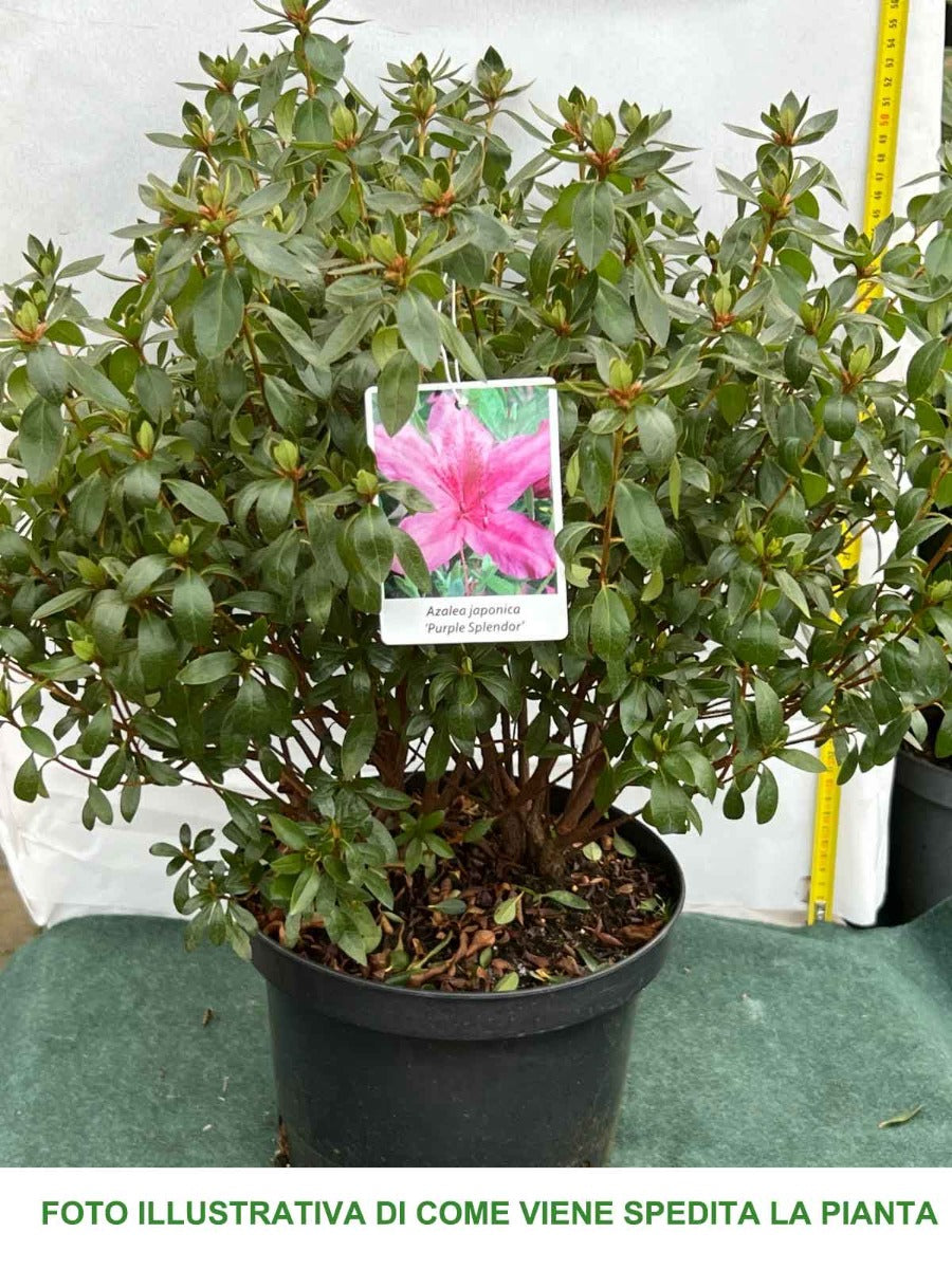 AZALEA JAPONICA PURPLE SPLENDOR VASO 23CM