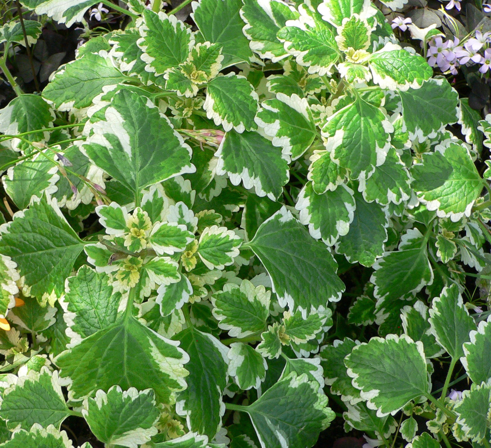 3 PIANTE DI PLECTRANTHUS O INCENSO  IN VASO 14CM