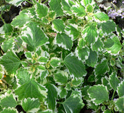 PLECTRANTHUS O INCENSO  IN VASO 14CM