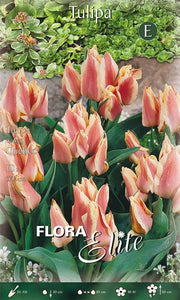 Bulbi di Tulipano Greigii Quebec 10 Bulbi - immagine 1
