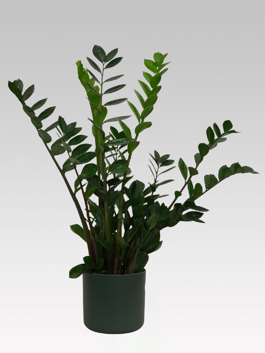 ZAMIOCULCAS IN VASO 19CM + COPRIVASO A SCELTA