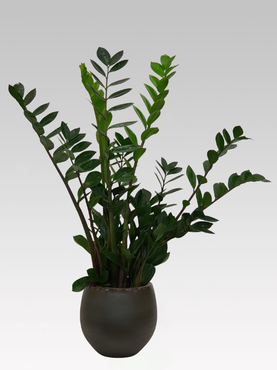 ZAMIOCULCAS IN VASO 19CM + COPRIVASO A SCELTA