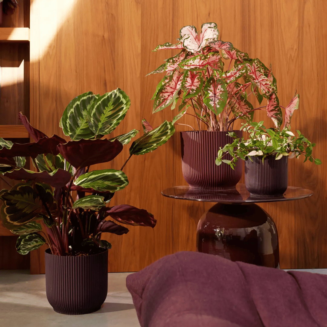 VASO THE WINERY COLLECTION 16CM ROSSO BORDEAUX