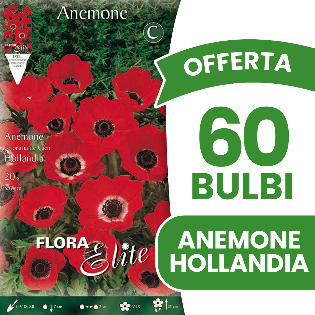 OFFERTA 60 BULBI ANEMONE HOLLANDIA