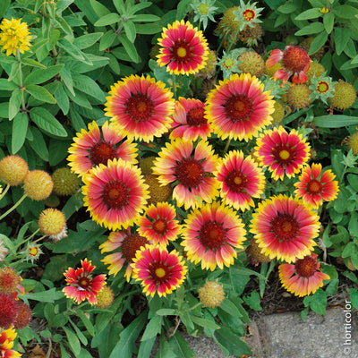 GAILLARDIA COLORE ASSORTITO VASO 14CM