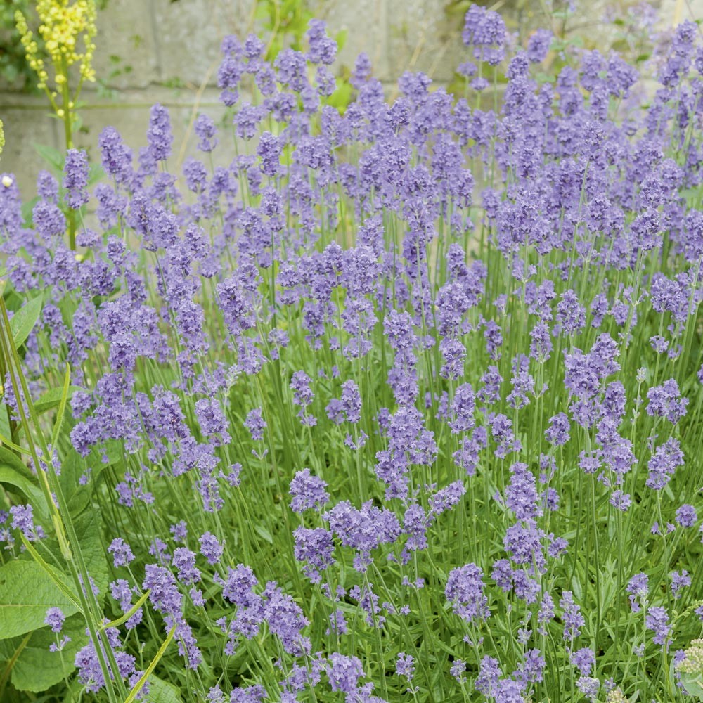 LAVANDA NANA HIDCOTE IN VASO 14CM