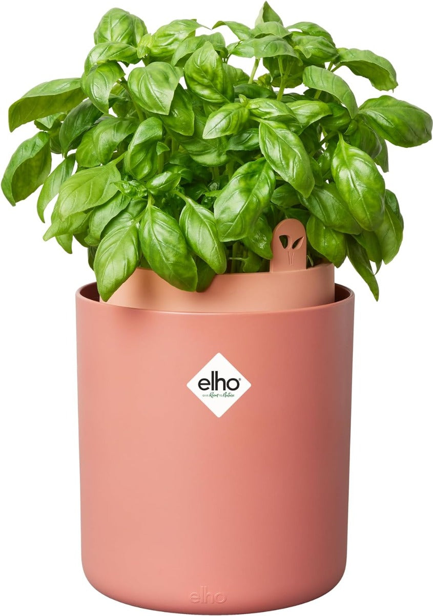 VASO BOUNCY BASIL MOU TERRA