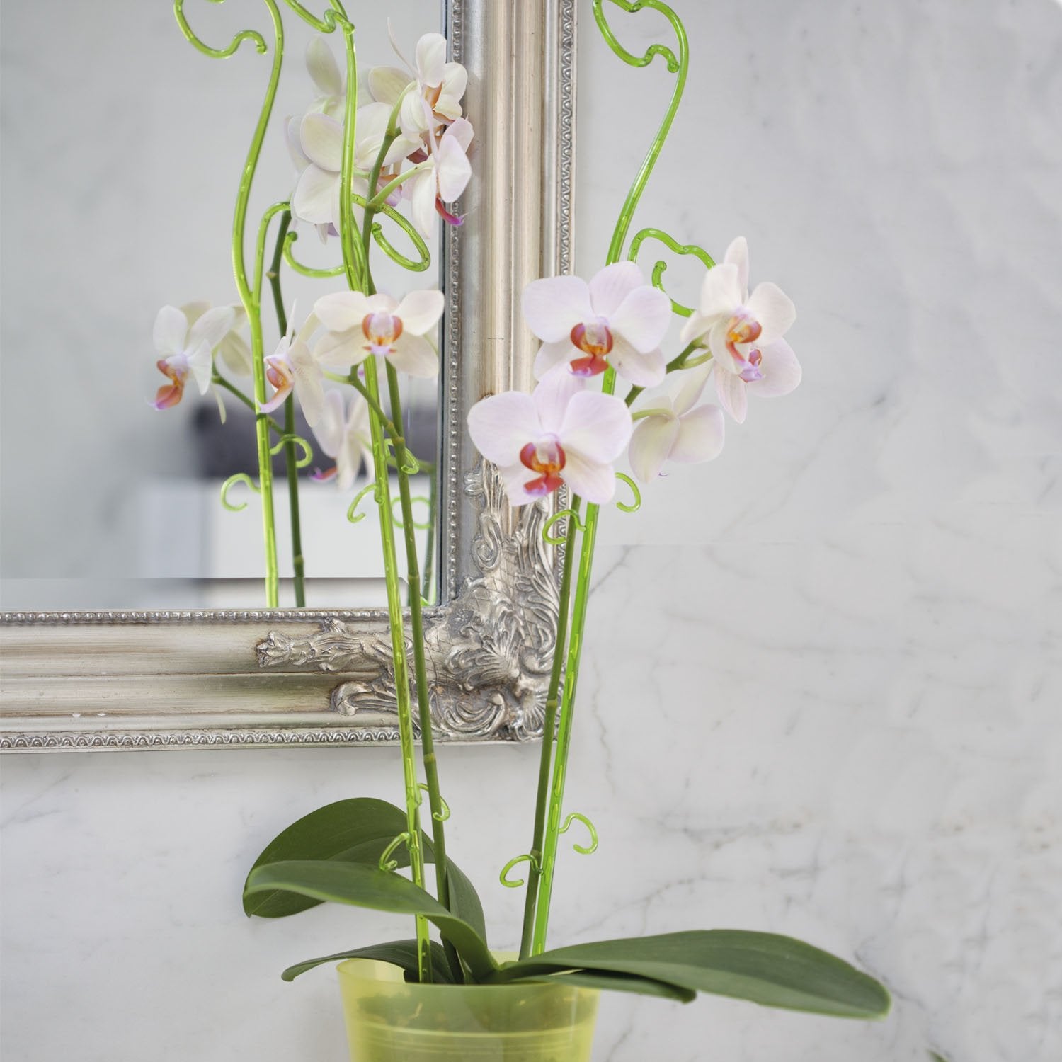 ASTA DI SUPPORTO PER ORCHIDEE TRASPARENTE 59CM