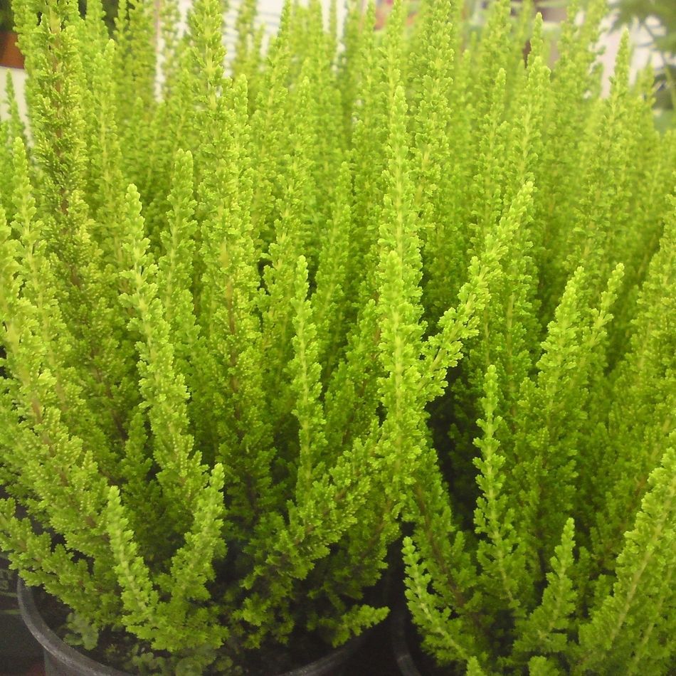ERICA CALLUNA SKYLINE VASO 11
