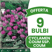 OFFERTA 9 BULBI CICLAMINO CYCLAMEN COUM SSP COUM