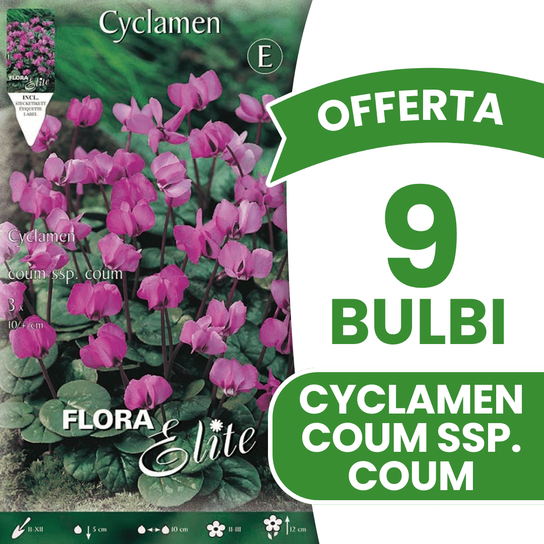 OFFERTA 9 BULBI CICLAMINO CYCLAMEN COUM SSP COUM