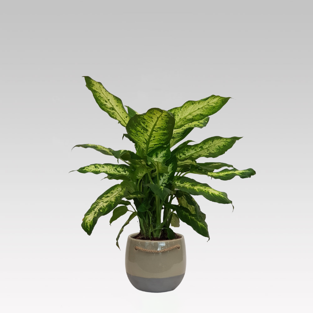 DIEFFENBACHIA VASO 16CM + COPRIVASO Ø 16,5 GRIGIO CHIARO