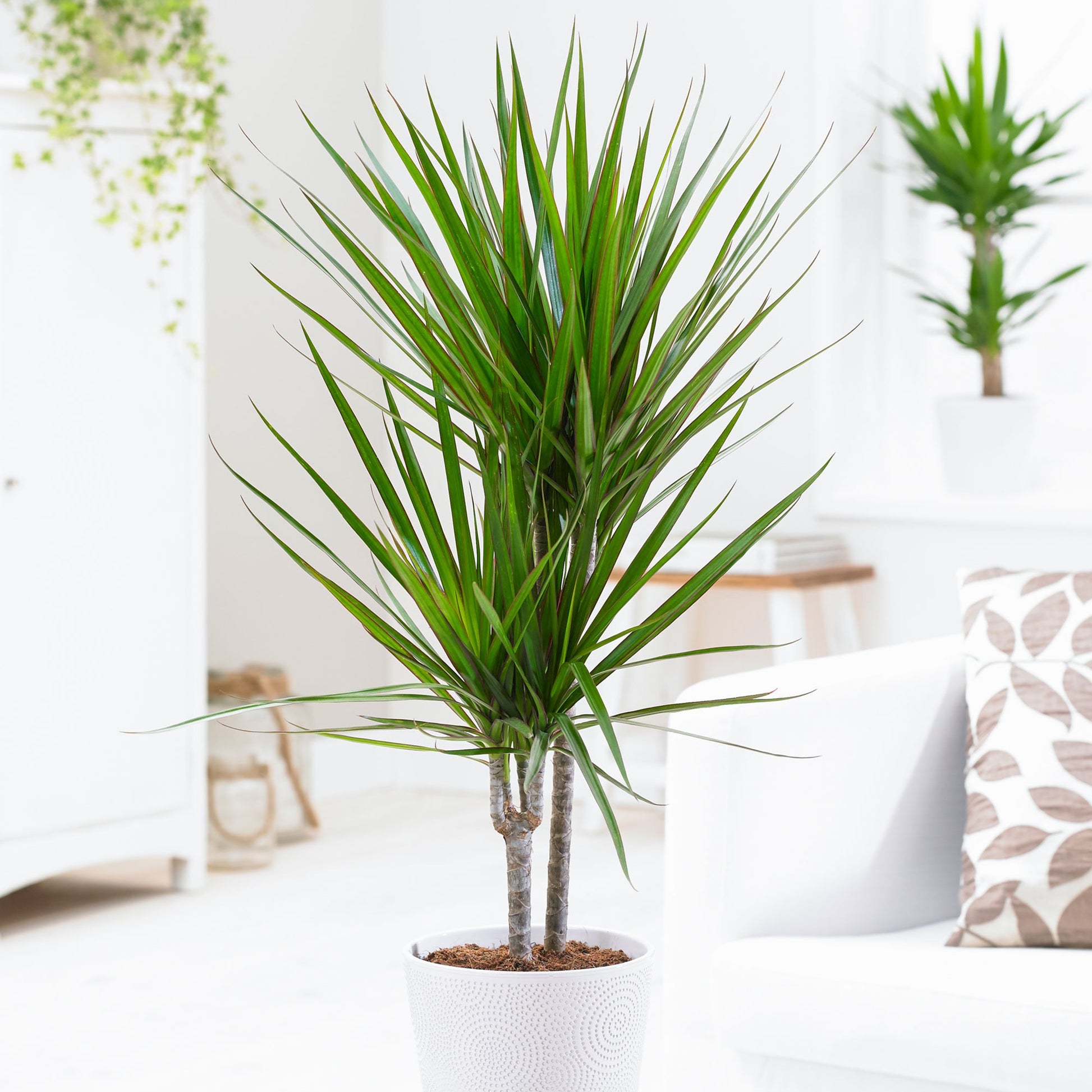 DRACAENA MARGINATA 17CM TOPF – Peragashop