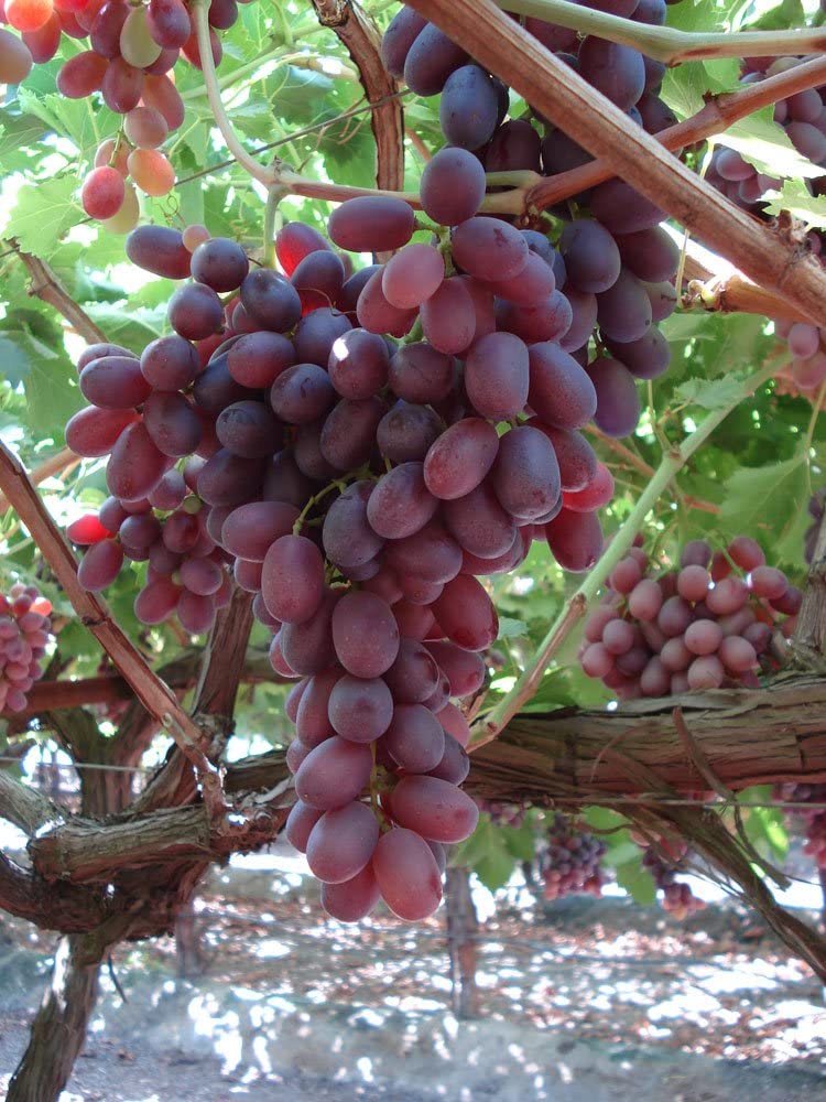 UVA CRIMSON SEEDLESS VASO 2LT