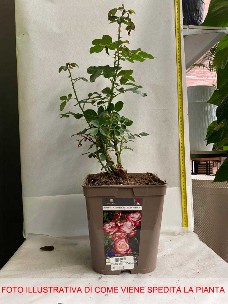 ROSA JUBILE DU PRINCE DE MONACO IN VASO 20CM