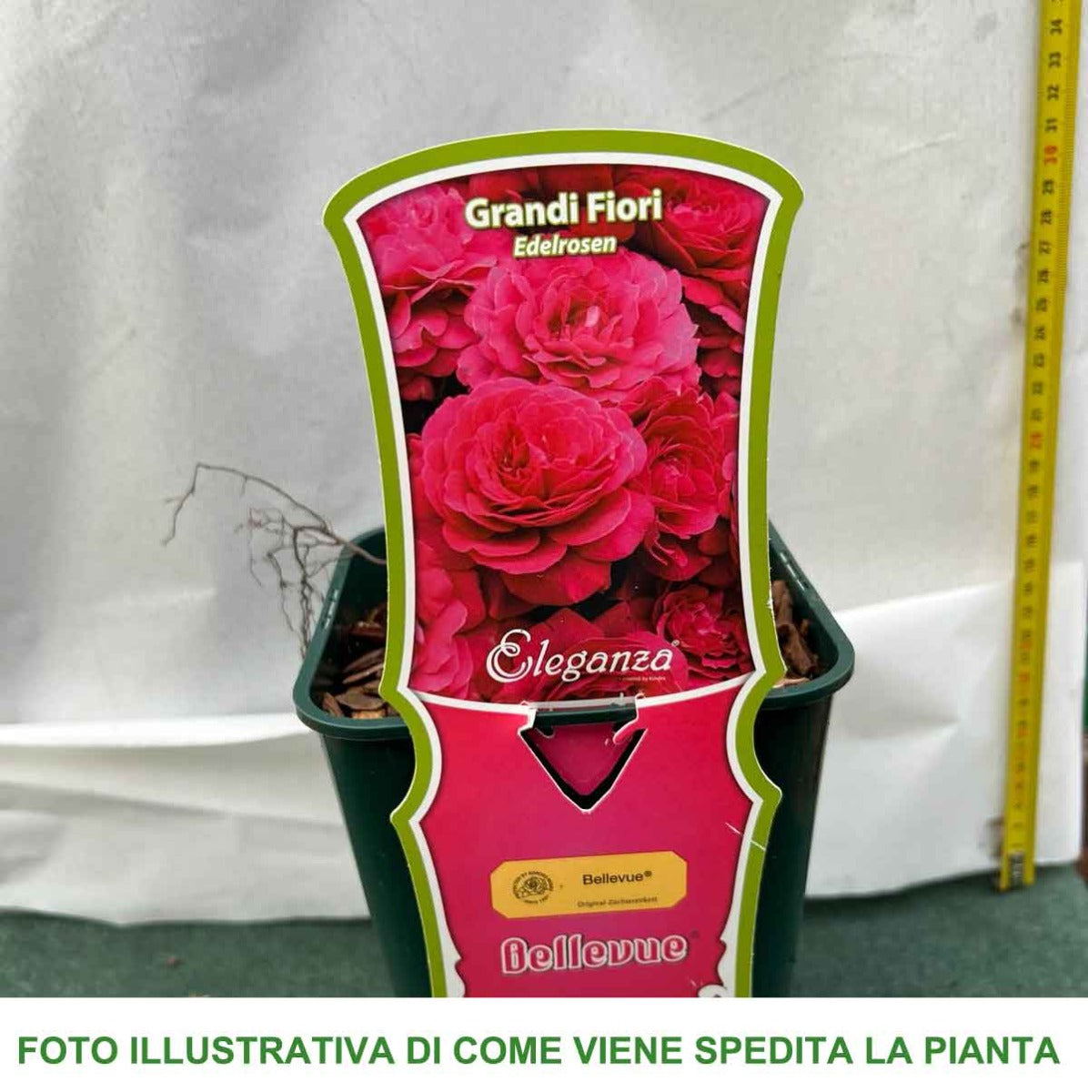 ROSA BELLEVUE IN VASO 14CM