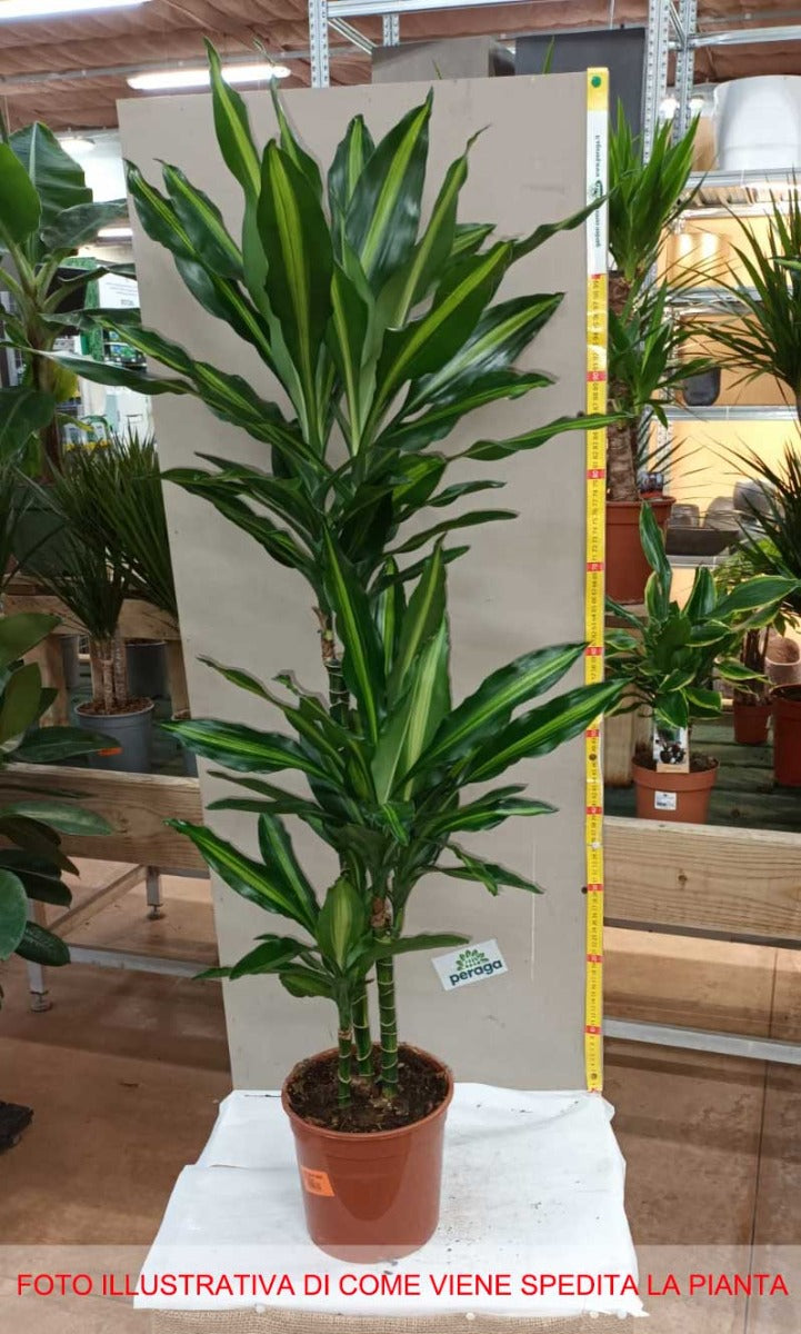 DRACENA CINTHO TRONCHETTO DELLA FELICITÀ VASO 19CM