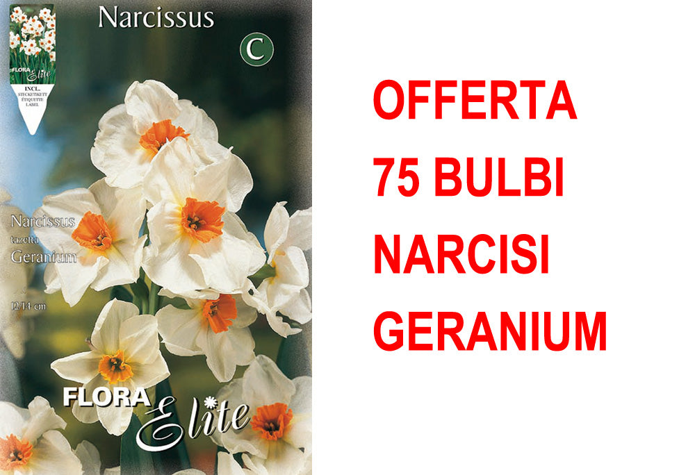 OFFERTA 75 BULBI NARCISO MULTIFIORI GERANIUM