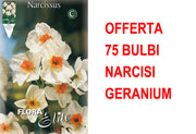 OFFERTA 75 BULBI NARCISO MULTIFIORI GERANIUM