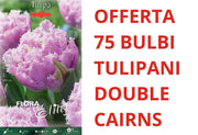 OFFERTA 75 BULBI DI TULIPANO DOUBLE FRINGED CAIRNS