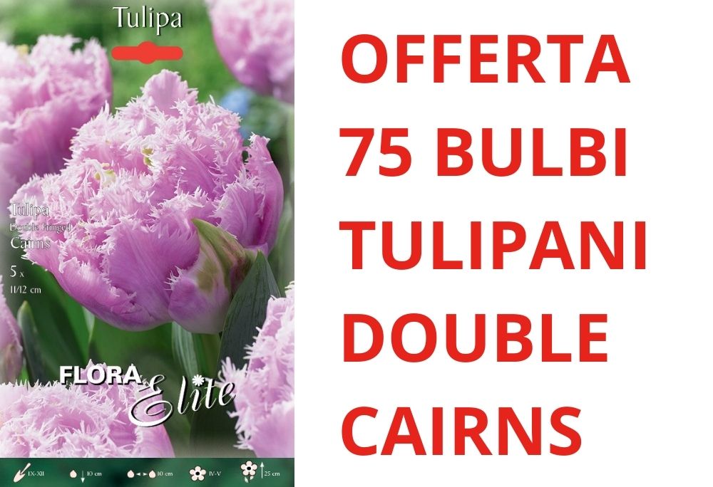 OFFERTA 75 BULBI DI TULIPANO DOUBLE FRINGED CAIRNS