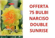 OFFERTA 75 BULBI DI NARCISO DOUBLE SUNRISE