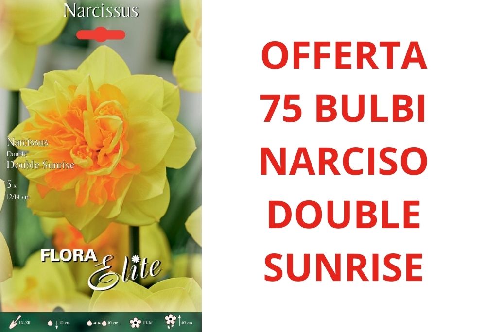OFFERTA 75 BULBI DI NARCISO DOUBLE SUNRISE