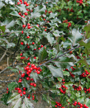 ILEX AGRIFOGLIO BACCATA VASO 12CM