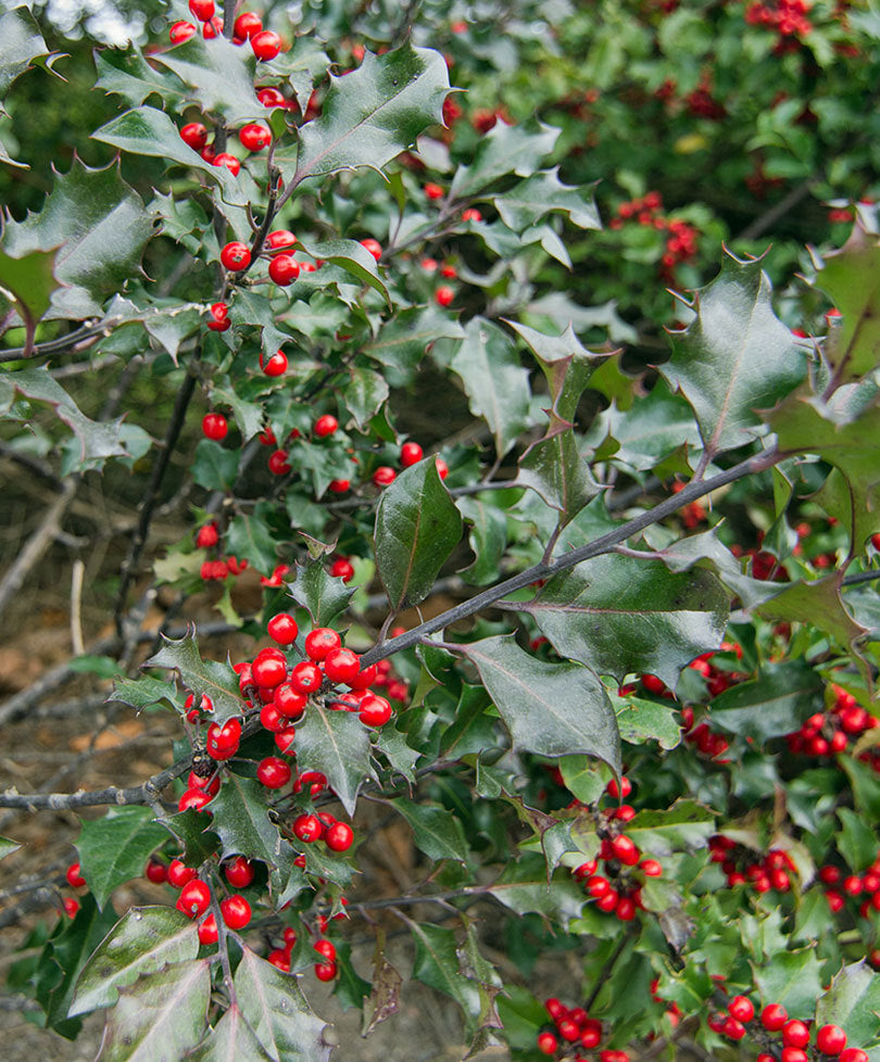ILEX AGRIFOGLIO MESERVEAE BLUE MAID VASO 17CM