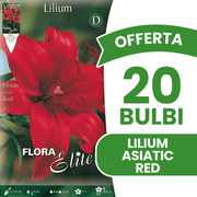 OFFERTA 20 BULBI  LILIUM ASIATIC ROSSO
