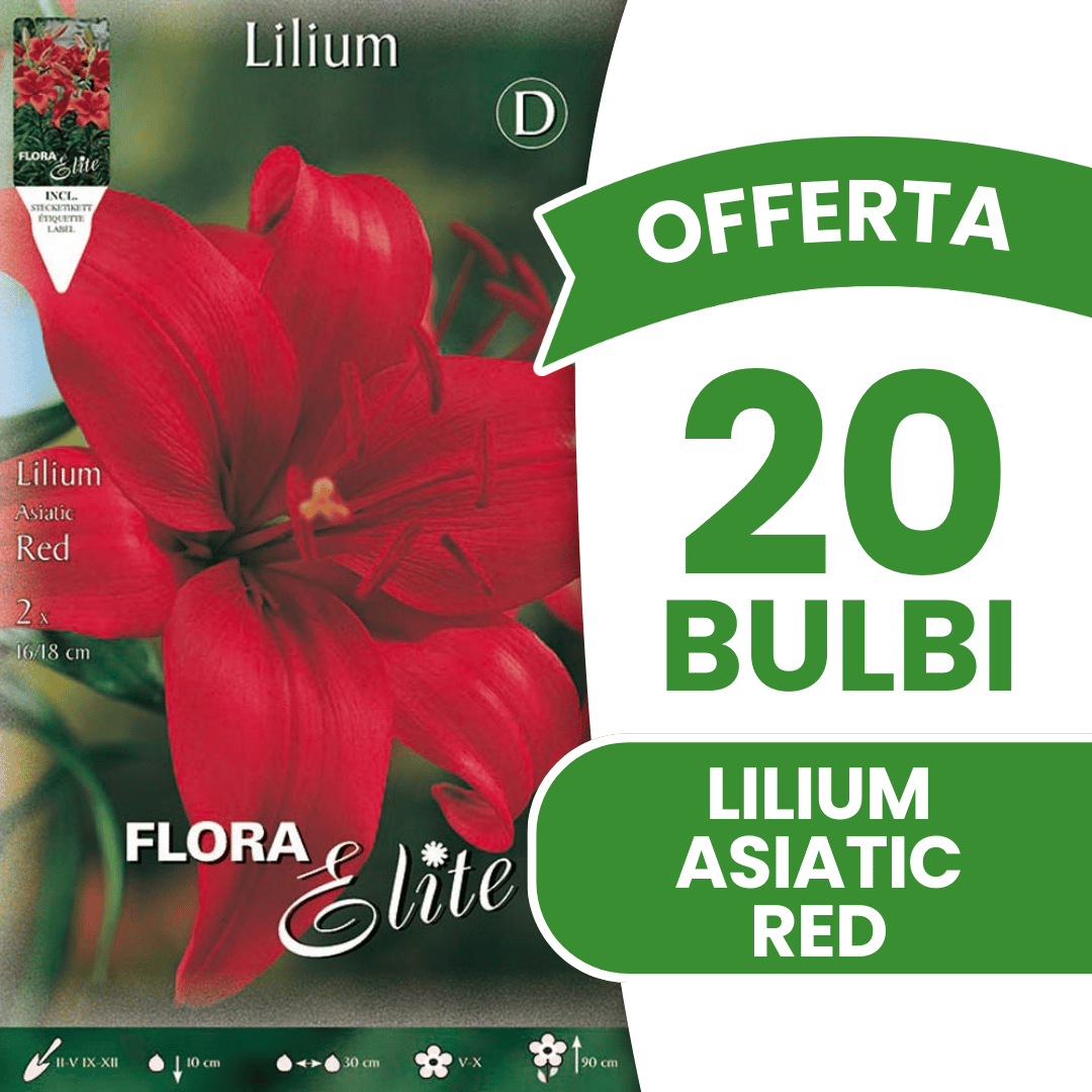 OFFERTA 20 BULBI  LILIUM ASIATIC ROSSO