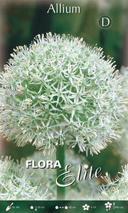 Bulbo di Allium Mount Everest - immagine 1