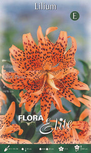Bulbi Lilium Lancifolium Flore Pleno 2 Bulbi - immagine 1