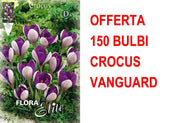 OFFERTA 150 BULBI CROCUS VANGUARD