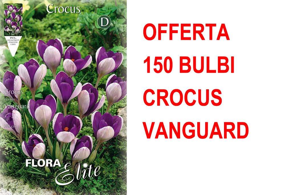OFFERTA 150 BULBI CROCUS VANGUARD