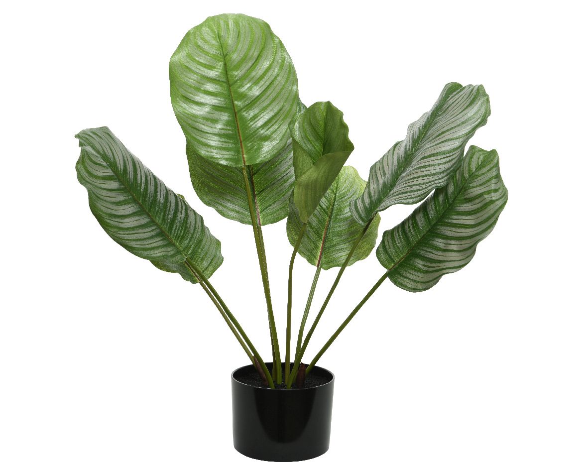CALATHEA VERDE ARTIFICIALE IN VASO 53X63CM