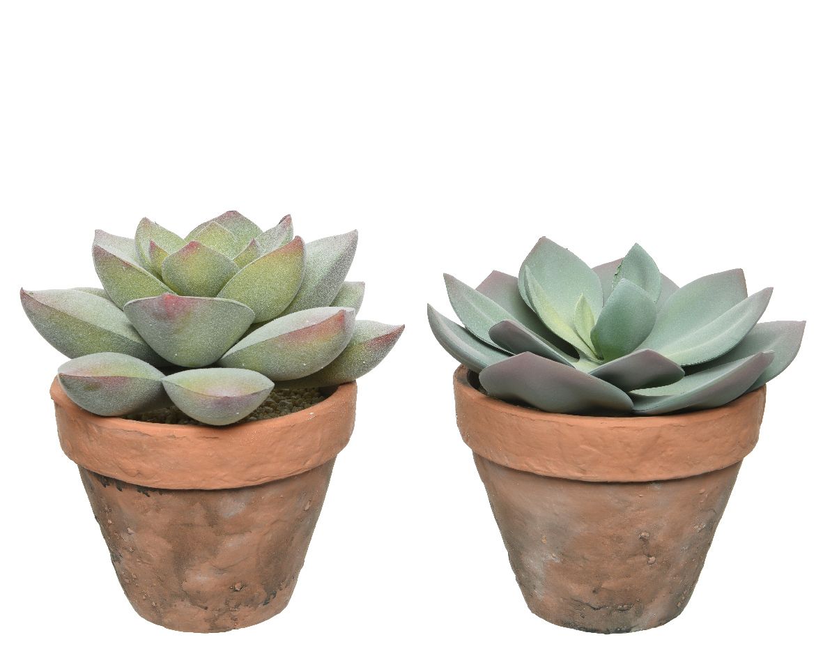 SUCCULENTE ARTIFICIALE IN VASO MODELLO A SCELTA