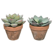 SUCCULENTE ARTIFICIALE IN VASO MODELLO A SCELTA