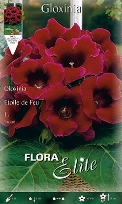 OFFERTA 9 BULBI GLOXINIA ETOILE DE FEU